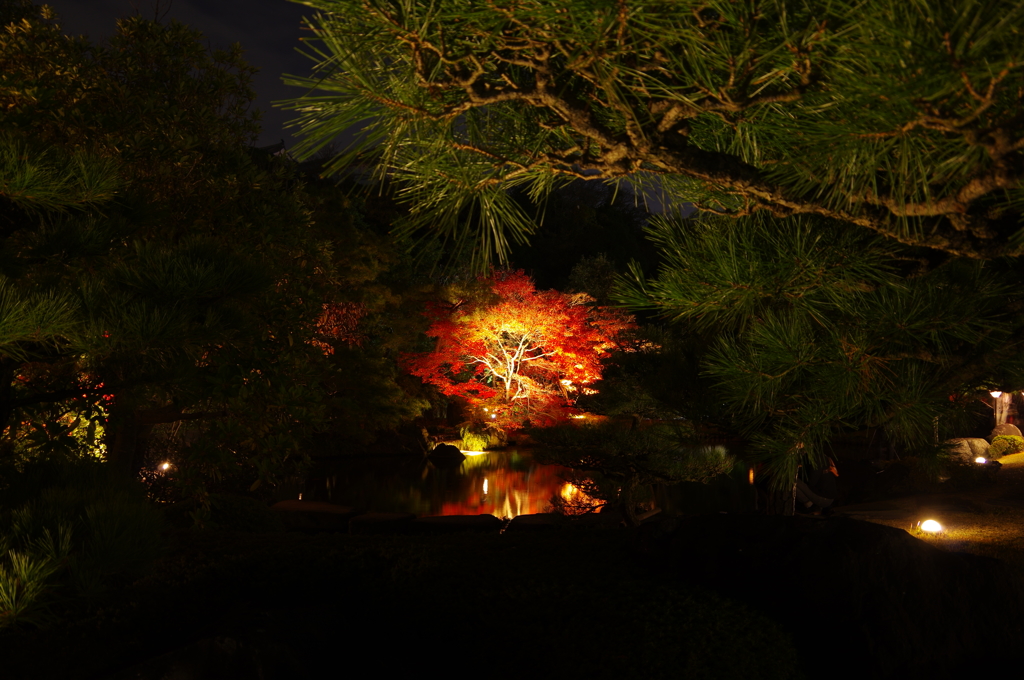 夜の好古園にて②