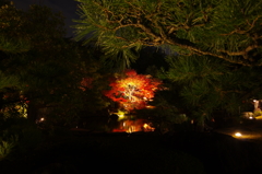 夜の好古園にて②