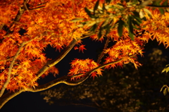 夜の好古園にて①