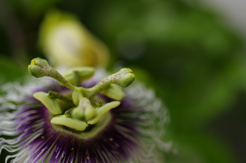 家のパッションフルーツの花①