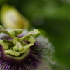 家のパッションフルーツの花①
