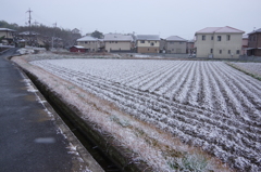 元旦の雪⑤