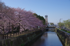 桜の姫路城(31mm)　其の⑩