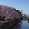 桜の姫路城(31mm)　其の⑩