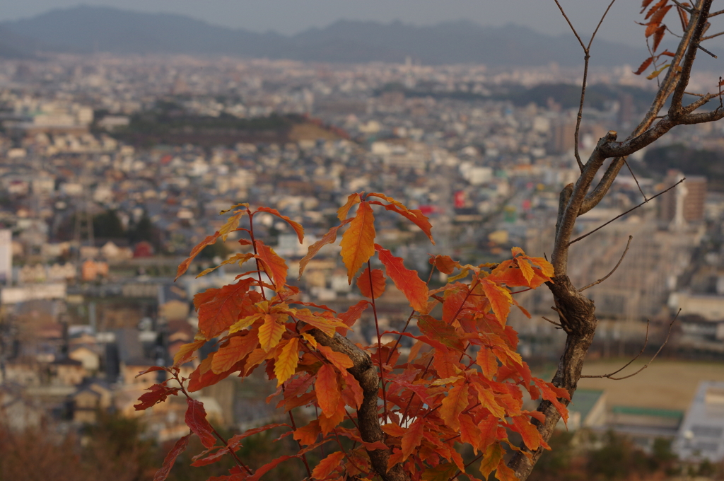 近所の神社にて⑦
