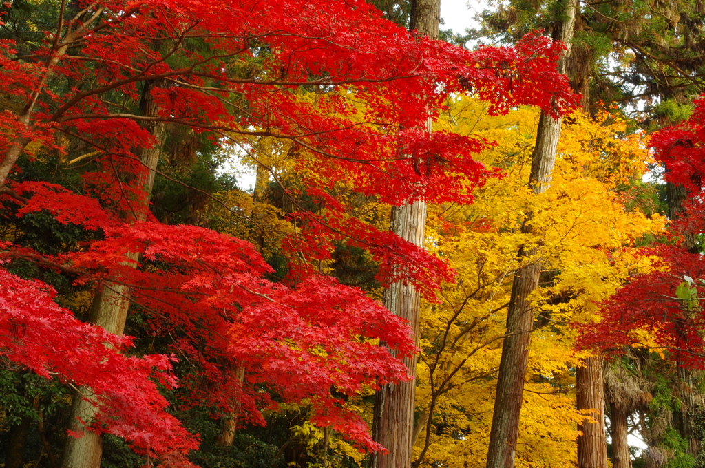 秋の書写山円教寺にて⑧