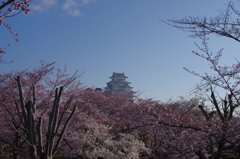 桜の姫路城(31mm)　其の⑤