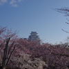 桜の姫路城(31mm)　其の⑤