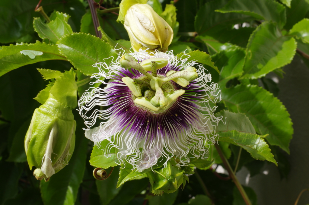 家のパッションフルーツの花④