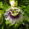 家のパッションフルーツの花④