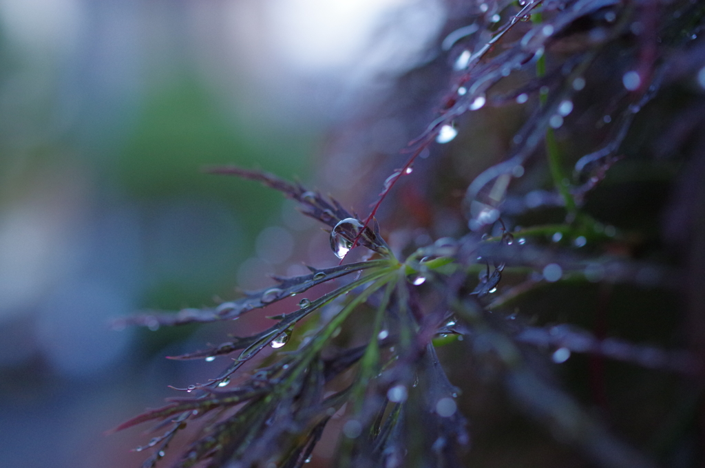 雨上がりの自宅付近にて②