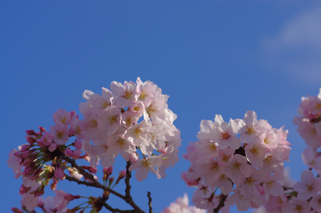 桜の姫路城(77mm)　其の⑤