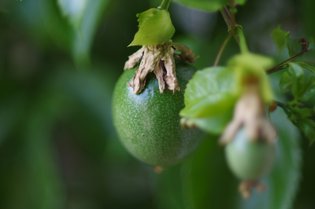 ★55mm試し撮り①