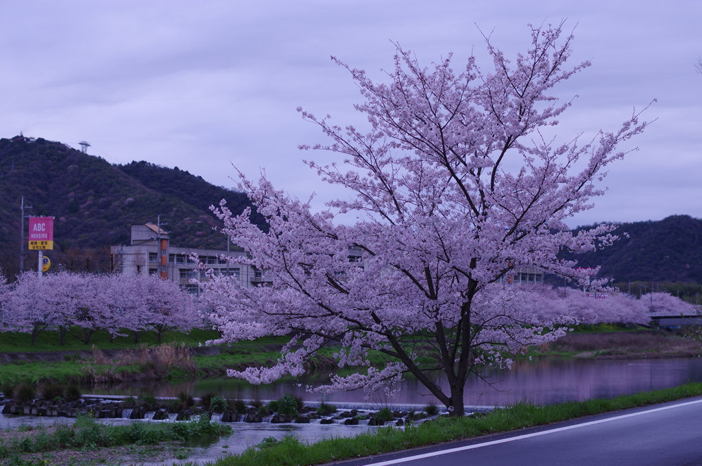 近所の川の桜④