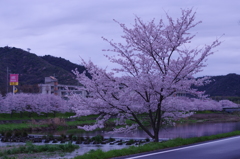 近所の川の桜④