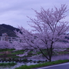 近所の川の桜④