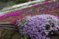 近所の芝桜3