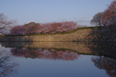 桜の姫路城(31mm)　其の②