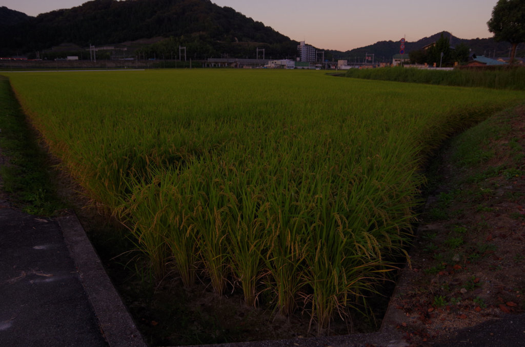 とある田んぼにて　其の②