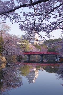 桜の姫路城(31mm)　其の③