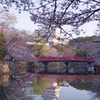 桜の姫路城(31mm)　其の③
