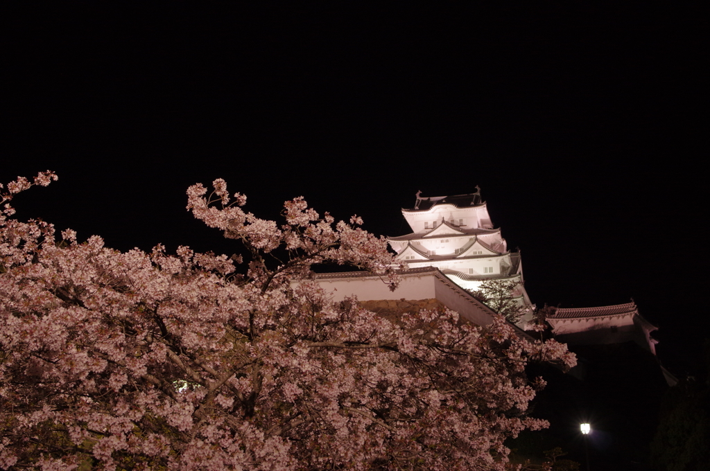 夜桜の姫路城(31mm)　其の⑤