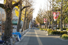 初冬の朝の公園にて④