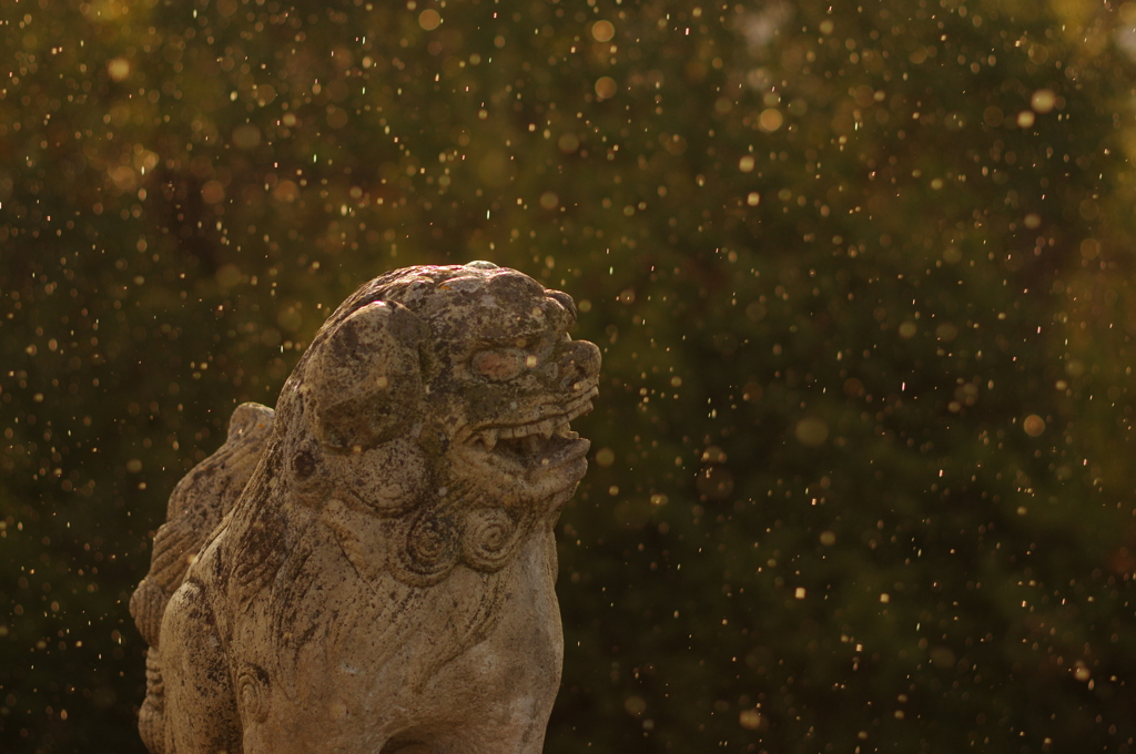 近所の神社にて④