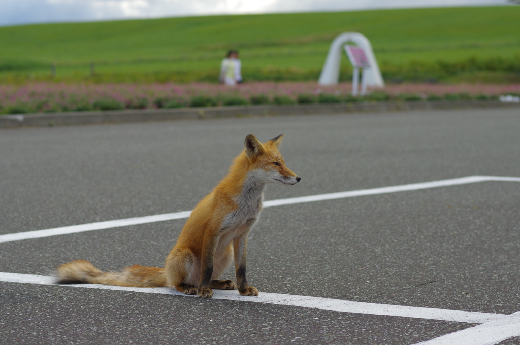 北海道は稚内にて　其の⑦