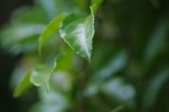 ★55mm試し撮り②