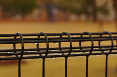雨上がりの近所の公園①