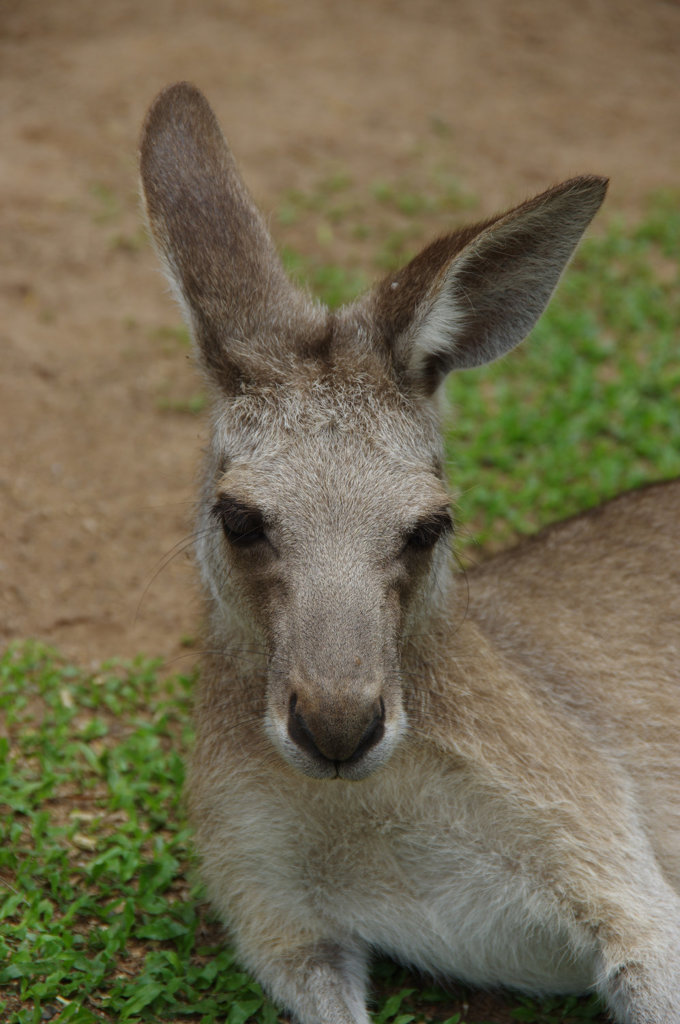 キュランダ動物園　其の②