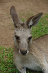 キュランダ動物園　其の②