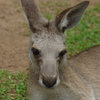 キュランダ動物園　其の②