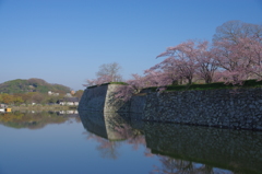 桜の姫路城(31mm)　其の⑨