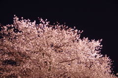 夜桜の姫路城(31mm)　其の③