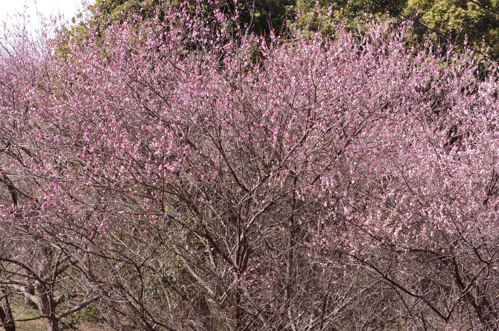 梅公園にて④