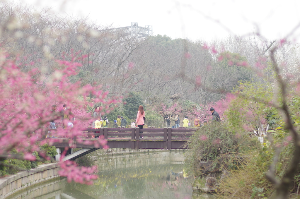 中国 常州市の梅公園にて⑨