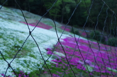 近所の芝桜11