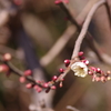 梅公園にて③
