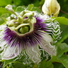 家のパッションフルーツの花②