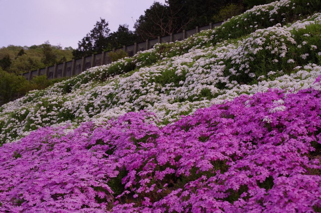 近所の芝桜4