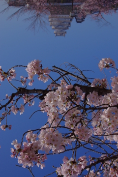 桜の姫路城(31mm)　其の⑧