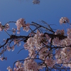 桜の姫路城(31mm)　其の⑧