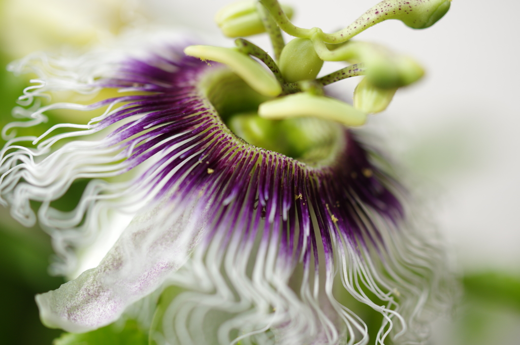 家のパッションフルーツの花③