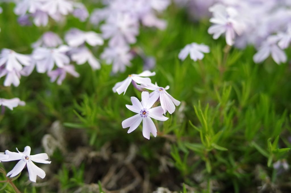 近所の芝桜1