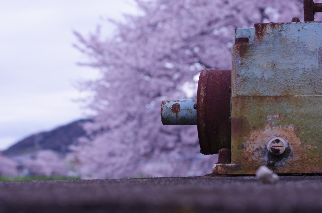 近所の川の桜⑨