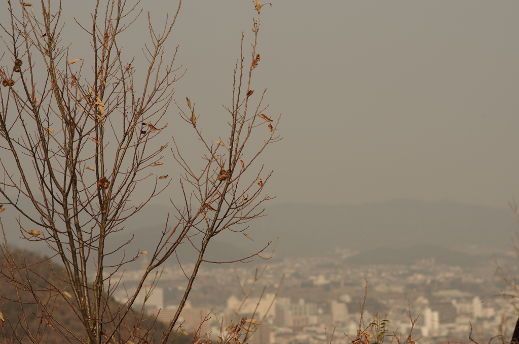 苫編山にて　其の10