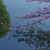 桜の姫路城(77mm)　其の④