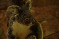 キュランダ動物園　其の⑥